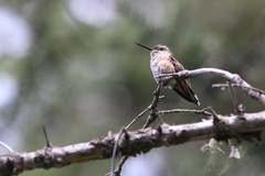 Selasphorus calliope