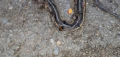 Nicrophorus defodiens