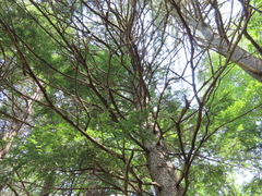 Picea glauca glauca