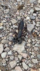 Mastigoproctus giganteus