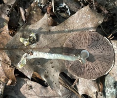 Agaricus pocillator