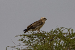 Circaetus gallicus