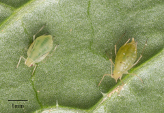 Myzus persicae