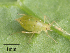 Myzus persicae