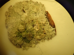Pertusaria sorodes