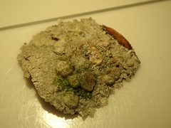 Pertusaria sorodes