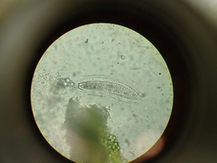 Pertusaria sorodes
