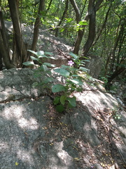 Ruellia occidentalis