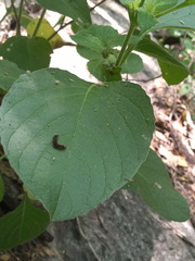 Ruellia occidentalis