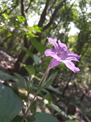 Ruellia occidentalis