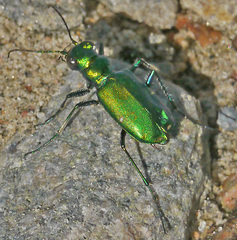 Cicindela denikei