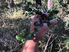 Psydrax odorata buxifolia