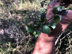 Psydrax odorata buxifolia