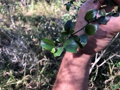 Psydrax odorata buxifolia