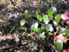 Psydrax odorata buxifolia
