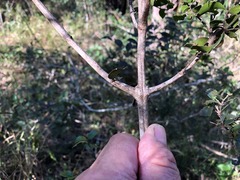 Psydrax odorata buxifolia