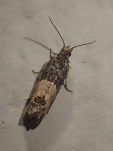 Eye-spotted Bud Moth photo 4