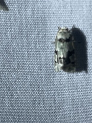 Emarginea percara