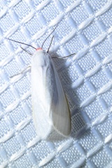 Pygarctia
