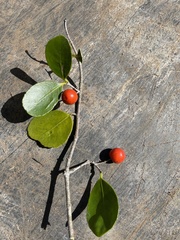 Elaeodendron australe