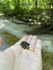 Lithobates palustris