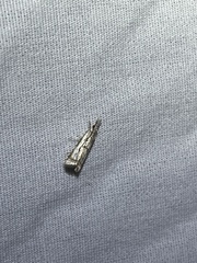 Microcrambus kimballi