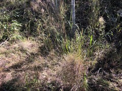 Austrostipa ramosissima