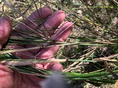 Austrostipa ramosissima