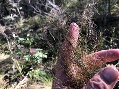 Austrostipa ramosissima