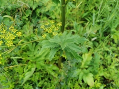 Pastinaca sativa