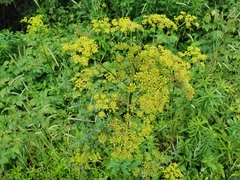Pastinaca sativa