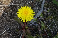 Taraxacum macilentum