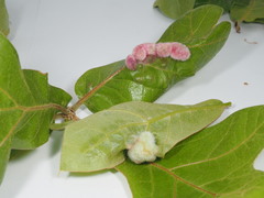 Macrodiplosis niveipila