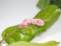 Macrodiplosis niveipila