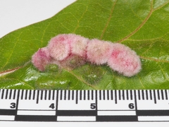 Macrodiplosis niveipila