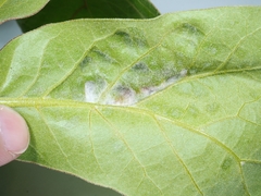 Macrodiplosis niveipila