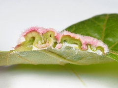 Macrodiplosis niveipila