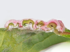 Macrodiplosis niveipila