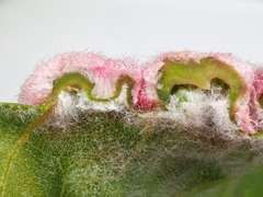 Macrodiplosis niveipila