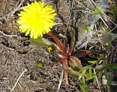 Taraxacum macilentum