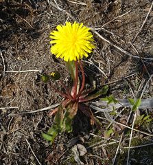 Taraxacum macilentum