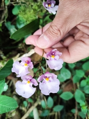 Caucaea