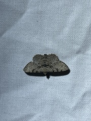 Digrammia gnophosaria