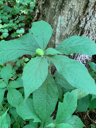 Cubelium concolor