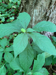 Cubelium concolor