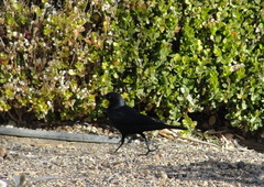 Euphagus cyanocephalus