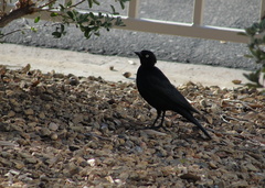 Euphagus cyanocephalus