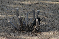 Euphagus cyanocephalus