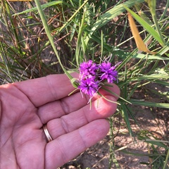 Liatris squarrosa glabrata