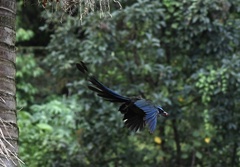 Momotus aequatorialis